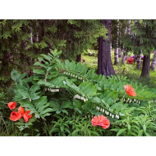 Canada, New Brunswick Wildflowers